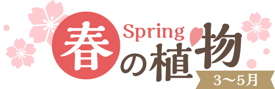 春の植物 Spring【3～5月】