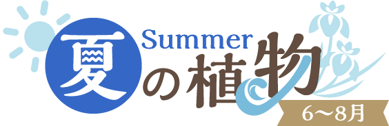 夏の植物 Summer【6～8月】