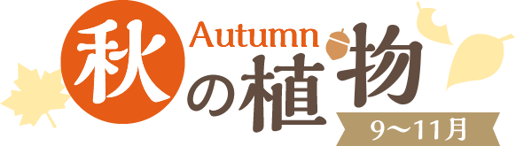 秋の植物 Autumn【9～11月】