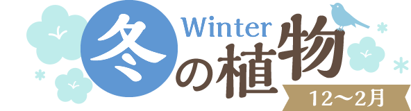 冬の植物 Winter【12～1月】