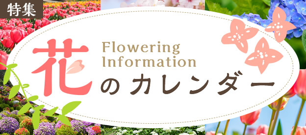 【特集】花のカレンダー Flowering Information