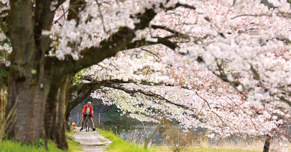 小庄の桜