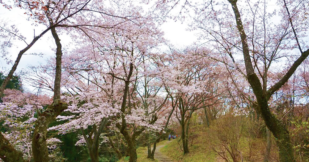 小峰公園の桜