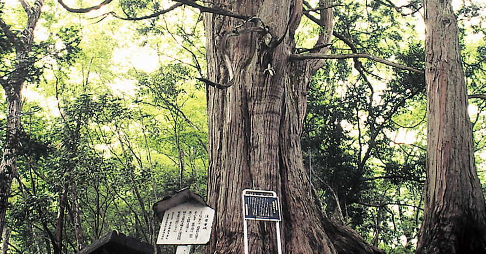 倉沢のヒノキ