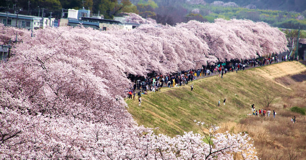 ふっ さ 桜 まつり