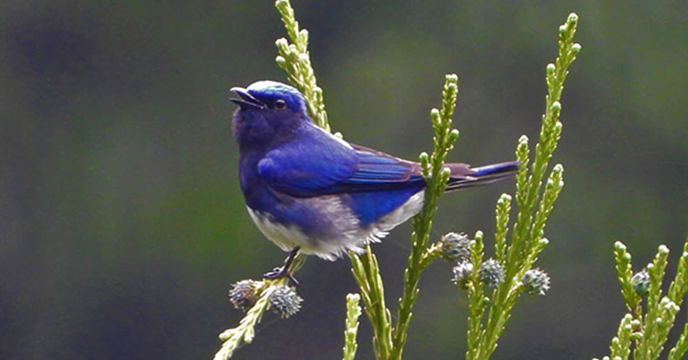 自然教室「オオルリ探鳥会」